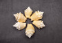 Yellow Fighting Conch Seashell Strombus Alatus (2 shells approx. 2+ inches) Conch shell great for coastal crafting display & collections.