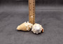 Yellow Fighting Conch Seashell Strombus Alatus (2 shells approx. 2+ inches) Conch shell great for coastal crafting display & collections.