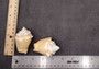 Yellow Fighting Conch Seashell Strombus Alatus (2 shells approx. 2+ inches) Conch shell great for coastal crafting display & collections.