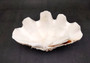 Giant Ruffled Clam Shell Half (1 half shell approx. 10.5L x 4.5H x 6D inches) Great rare clam shell for decor & display! Natural colored and weathered clam shell. Copyright 2024 SeaShellMartSupply.com
