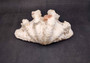 Giant Ruffled Clam Shell Half (1 half shell approx. 10.5L x 4.5H x 6D inches) Great rare clam shell for decor & display! Natural colored and weathered clam shell. Copyright 2024 SeaShellMartSupply.com