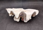 Giant Ruffled Clam Shell Half (1 half shell approx. 10.5L x 4.5H x 6D inches) Great rare clam shell for decor & display! Natural colored and weathered clam shell. Copyright 2024 SeaShellMartSupply.com