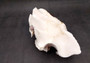 Giant Ruffled Clam Shell Half (1 half shell approx. 10.5L x 4.5H x 6D inches) Great rare clam shell for decor & display! Natural colored and weathered clam shell. Copyright 2024 SeaShellMartSupply.com