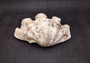 Giant Ruffled Clam Shell Half (1 half shell approx. 10.25L x 3.25H x 6.5D inches) Great rare clam shell for decor & display! Natural colored and weathered clam shell. Copyright 2024 SeaShellSupply.com