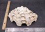 Giant Ruffled Clam Shell Half Tridacna Squamosa (1 half shell approx. 10.25L x 3.25H x 6.5D inches) Great rare clam shell for decor & display!
