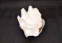 Giant Ruffled Clam Shell Half (1 half shell approx. 10.25L x 3.25H x 6.5D inches) Great rare clam shell for decor & display! Natural colored and weathered clam shell. Copyright 2024 SeaShellSupply.com