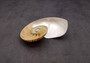 Polished Natural Seashell Left Single Half Nautilus Pompilius (1 shell half approx. 5+ inches) Great for crafting and collections!