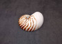 Polished Natural Seashell Left Single Half Nautilus Pompilius (1 shell half approx. 5+ inches) Great for crafting and collections!