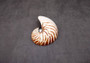 Polished Natural Seashell Left Single Half Nautilus Pompilius (1 shell half approx. 5+ inches) Great for crafting and collections!