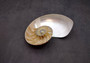 Polished Natural Seashell Left Single Half Nautilus Pompilius (1 shell half approx. 5+ inches) Great for crafting and collections!