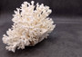 White Lace Coral Large Cluster Pocillopora Damicornis (1 coral approx. 6.75-7.75+ inches) White Lace Coral for beach home décor & display