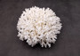 White Lace Coral Large Cluster Pocillopora Damicornis (1 coral approx. 6.75-7.75+ inches) White Lace Coral for beach home décor & display