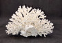 White Lace Coral Large Cluster Pocillopora Damicornis (1 coral approx. 6.75-7.75+ inches) White Lace Coral for beach home décor & display