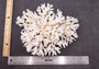 White Lace Coral Large Cluster Pocillopora Damicornis (1 coral approx. 6.75-7.75+ inches) White Lace Coral for beach home décor & display