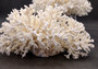 White Lace Coral Large Cluster Pocillopora Damicornis (1 coral approx. 6.75-7.75+ inches) White Lace Coral for beach home décor & display
