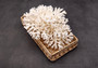 White Lace Coral Large Cluster Pocillopora Damicornis (1 coral approx. 6.75-7.75+ inches) White Lace Coral for beach home décor & display