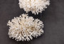 White Lace Coral Large Cluster Pocillopora Damicornis (1 coral approx. 6.75-7.75+ inches) White Lace Coral for beach home décor & display