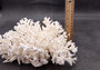 White Lace Coral Large Cluster Pocillopora Damicornis (1 coral approx. 6.75-7.75+ inches) White Lace Coral for beach home décor & display