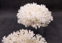 White Lace Coral Large Cluster Pocillopora Damicornis (1 coral approx. 6.75-7.75+ inches) White Lace Coral for beach home décor & display