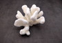 White Cauliflower Coral Cluster Pocillopra Eydouxi (1 coral approx. 5-6+ inches) White Cauliflower Coral Piece for decor art & collecting!