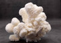 White Cauliflower Coral Cluster Pocillopra Eydouxi (1 coral approx. 5-6+ inches) White Cauliflower Coral Piece for decor art & collecting!