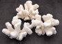 White Cauliflower Coral Cluster Pocillopra Eydouxi (1 coral approx. 5-6+ inches) White Cauliflower Coral Piece for decor art & collecting!