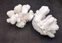 White Cauliflower Coral Cluster Pocillopra Eydouxi (1 coral approx. 5-6+ inches) White Cauliflower Coral Piece for decor art & collecting!