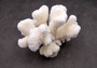 White Cauliflower Coral Cluster Pocillopra Eydouxi (1 coral approx. 5-6+ inches) White Cauliflower Coral Piece for decor art & collecting!