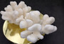 White Cauliflower Coral Cluster Pocillopra Eydouxi (1 coral approx. 5-6+ inches) White Cauliflower Coral Piece for decor art & collecting!