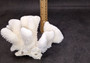 White Cauliflower Coral Cluster Pocillopra Eydouxi (1 coral approx. 5-6+ inches) White Cauliflower Coral Piece for decor art & collecting!