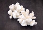 White Cauliflower Coral Cluster Pocillopra Eydouxi (1 coral approx. 5-6+ inches) White Cauliflower Coral Piece for decor art & collecting!