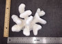 White Cauliflower Coral Cluster Pocillopra Eydouxi (1 coral approx. 5-6+ inches) White Cauliflower Coral Piece for decor art & collecting!