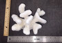 White Cauliflower Coral Cluster Pocillopra Eydouxi (1 coral approx. 5-6+ inches) White Cauliflower Coral Piece for decor art & collecting!
