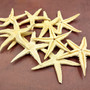 Philippine Spiny Starfish Marthasterias Glacialis (10 starfish approx. 2+ inches) Flat PI Starfish for coastal décor crafting & art! Copyright 2025 SeaShellSupply.com.