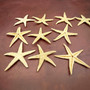 Philippine Spiny Starfish Marthasterias Glacialis (10 starfish approx. 2+ inches) Flat PI Starfish for coastal décor crafting & art! Copyright 2025 SeaShellSupply.com.