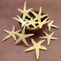 Philippine Spiny Starfish Marthasterias Glacialis (10 starfish approx. 2+ inches) Flat PI Starfish for coastal décor crafting & art! Copyright 2025 SeaShellSupply.com.
