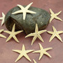 Philippine Spiny Starfish Marthasterias Glacialis (10 starfish approx. 2+ inches) Flat PI Starfish for coastal décor crafting & art! Copyright 2025 SeaShellSupply.com.