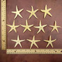 Philippine Spiny Starfish Marthasterias Glacialis (10 starfish approx. 2+ inches) Flat PI Starfish for coastal décor crafting & art! Copyright 2025 SeaShellSupply.com.