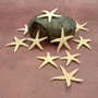Philippine Spiny Starfish Marthasterias Glacialis (10 starfish approx. 2+ inches) Flat PI Starfish for coastal décor crafting & art! Copyright 2025 SeaShellSupply.com.