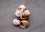 Apple Snail Shells Brown Grey Pomacea Canaliculata (2 shells approx. 2+ inches) Large Colorful Apple Snail Shells for display & crafts!