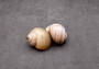 Apple Snail Shells Brown Grey Pomacea Canaliculata (2 shells approx. 2+ inches) Large Colorful Apple Snail Shells for display & crafts!