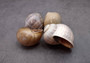 Apple Snail Shells Brown Grey Pomacea Canaliculata (2 shells approx. 2+ inches) Large Colorful Apple Snail Shells for display & crafts!