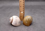 Apple Snail Shells Brown Grey Pomacea Canaliculata (2 shells approx. 2+ inches) Large Colorful Apple Snail Shells for display & crafts!