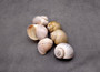 Apple Snail Shells Brown Grey Pomacea Canaliculata (2 shells approx. 2+ inches) Large Colorful Apple Snail Shells for display & crafts!