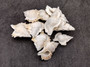 Baby Frog Seashells (10 pcs.) - Biplex Perca. Multiple white ribbed striped shells with wing looking flaps off the side in a pile. Copyright 2022 SeaShellSupply.com.