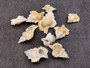 Baby Frog Seashells (10 pcs.) - Biplex Perca. Multiple white ribbed striped shells with wing looking flaps off the side in a pile. Copyright 2022 SeaShellSupply.com.