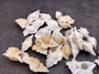 Baby Frog Seashells (10 pcs.) - Biplex Perca. Multiple white ribbed striped shells with wing looking flaps off the side in a pile. Copyright 2022 SeaShellSupply.com.