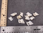 Baby Frog Seashells (10 pcs.) - Biplex Perca. Multiple white ribbed striped shells with wing looking flaps off the side in a pile. Copyright 2022 SeaShellSupply.com.