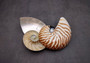Natural Nautilus Seashell Half Cut Pairs Nautilus Pompilius (1 shell PAIR approx. 4+ inches) Shells for crafting and collections!