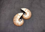 Natural Nautilus Seashell Half Cut Pairs Nautilus Pompilius (1 shell PAIR approx. 4+ inches) Shells for crafting and collections!